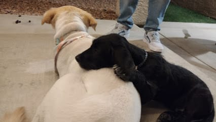 DOuGTrainer featured image for this Dog Trainer