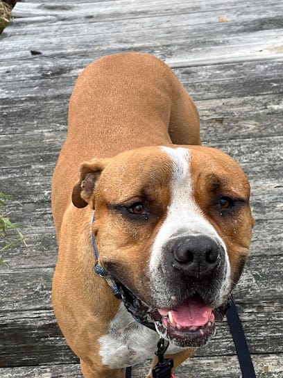 Etlon Dog Training featured image for this Dog Trainer