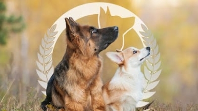 Dog Training Elite Northern Utah featured image for this Dog Trainer