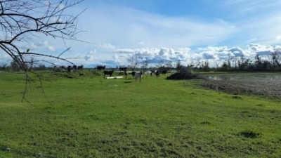 Dale Roberts Training Center featured image for this Dog Trainer