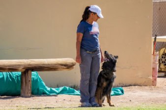 A Dogs Life Training and Education featured image for this Dog Trainer