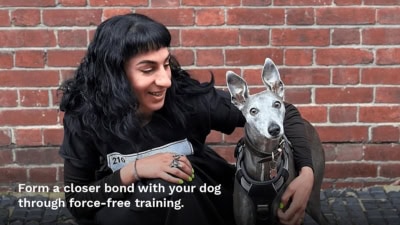 About A Dog featured image for this Dog Trainer