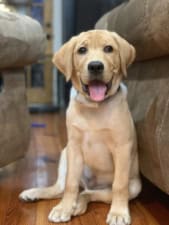Alpha Obedience Dog Training featured image for this Dog Trainer