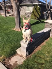 Auntie El’s Doghouse. Dog training and pet sitting featured image for this Dog Trainer
