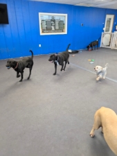 Charlotte’s Corner – Behavior Consulting featured image for this Dog Trainer