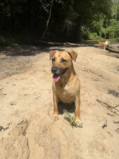 Clark’s Canine Training featured image for this Dog Trainer