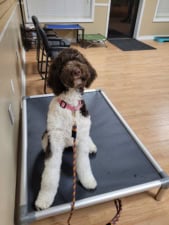 DLC Dog Training featured image for this Dog Trainer