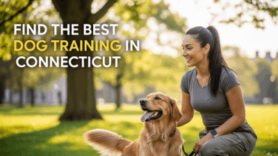 Dog Training In Connecticut Find The Best