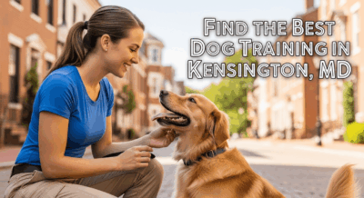 Dog Training In Kensington Md