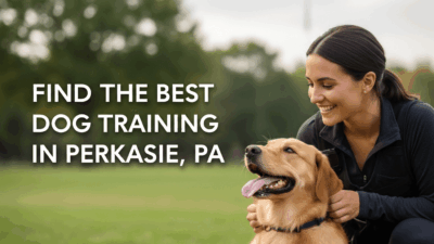 Dog Training In Perkasie Pa Find The Best