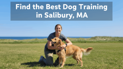 Dog Training In Salisbury Ma Find The Best