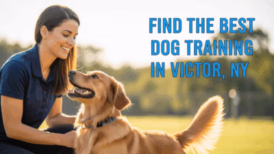 Dog Training In Victor Ny Find The Best