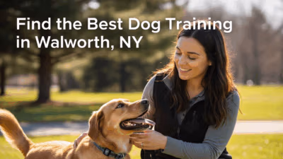Dog Training In Walworth Ny Find The Best