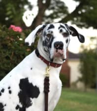 Feeling Pawsitive Veterinary Behavioral Solutions featured image for this Dog Trainer