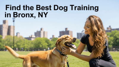 find the best dog training in Bronx NY