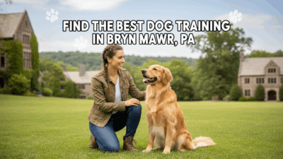 find the best Dog Training in Bryn Mawr, PA