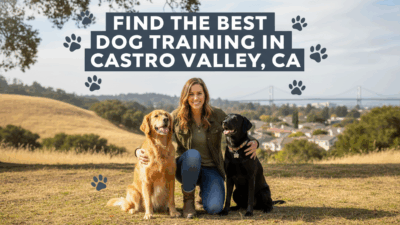 find the best Dog Training in Castro Valley, CA