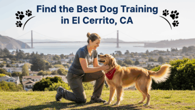find the best Dog Training in El Cerrito, CA