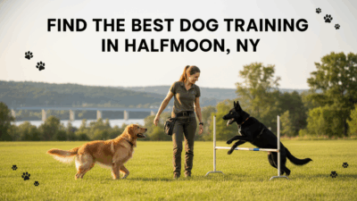 find the best Dog Training in Halfmoon, NY