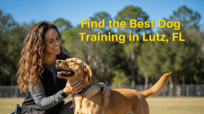 find the best dog training in Lutz FL