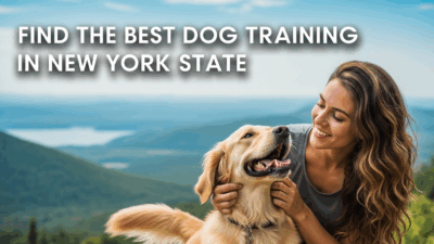 Find The Best Dog Training In New York State