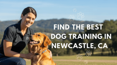 find the best Dog Training in Newcastle, CA