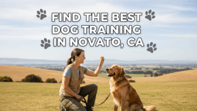 find the best Dog Training in Novato, CA