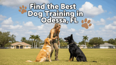 find the best Dog Training in Odessa, FL