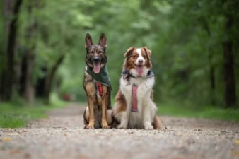 Good Sport Dog Training featured image for this Dog Trainer