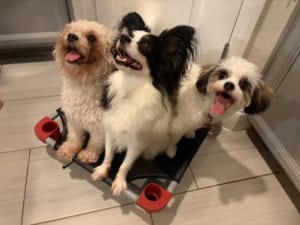 Holistic Pet Care Services featured image for this Dog Trainer