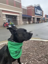 Killian’s K9 Academy, LLC featured image for this Dog Trainer