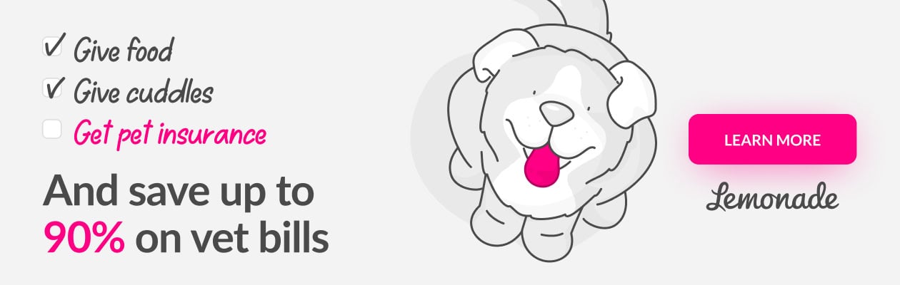Give food, give cuddles, get pet insurance and save up to 90% on vet bills with Lemonade Pet