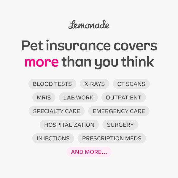 Pet insurance covers more than you think, from Lemonade Pet