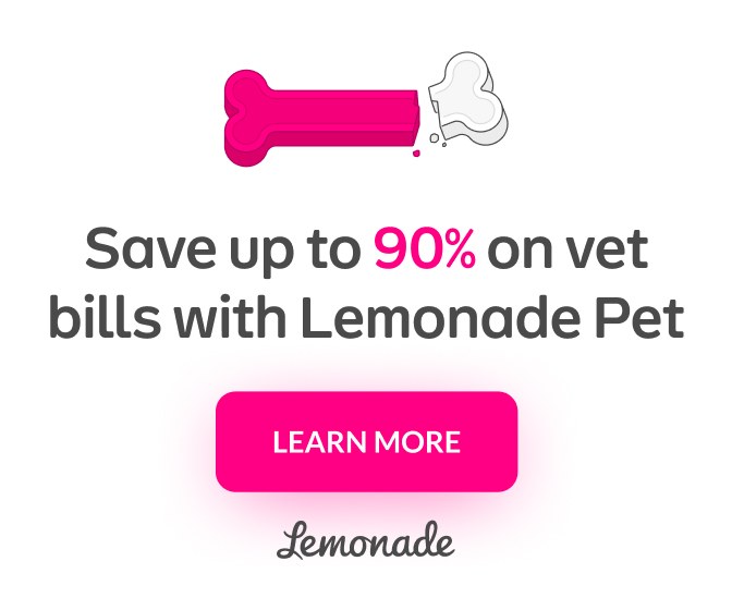 Save up to 90% on vet bills with Lemonade Pet