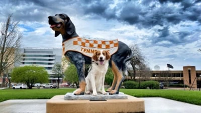 Off Leash K9 Training Austin and Central Texas featured image for this Dog Trainer