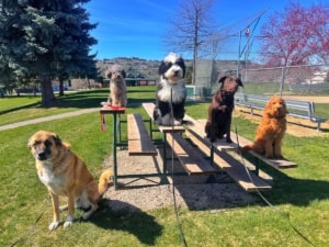 Off Leash K9 Training of Spokane featured image for this Dog Trainer