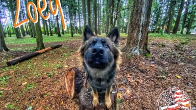 Off Leash K9 Training Portland featured image for this Dog Trainer