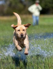 Pat Nolan featured image for this Dog Trainer