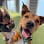 Dog Training Phoenix, by Condition K-9 logo