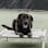 Dog Training at Pampered Pets Inn logo