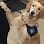 Diabetic Alert Dogs of America logo