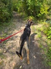 Port City Dog Training featured image for this Dog Trainer