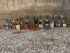 Prestige Protection Dogs featured image for this Dog Trainer