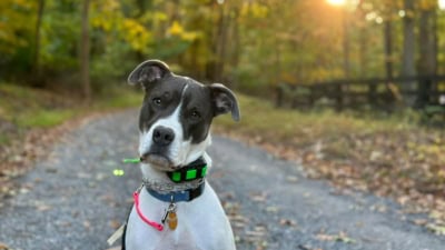 Ridgeside K9 Northern Virginia featured image for this Dog Trainer