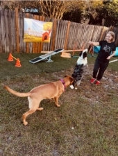 Tampa Bay Canine Retreat featured image for this Dog Trainer