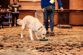 The Dog Wizard Aventura featured image for this Dog Trainer