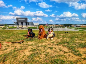 The Dog Wizard Woodlands featured image for this Dog Trainer
