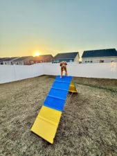 Virginia Dog Trainer LLC featured image for this Dog Trainer